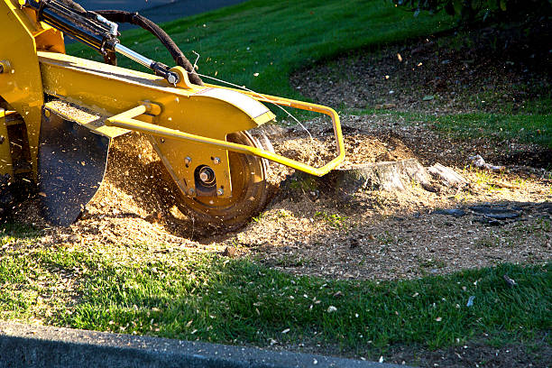 Grass Overseeding